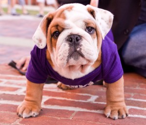 BulldogPuppy2012-23of41