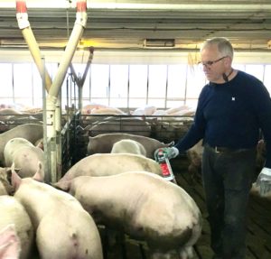 Bob McConnell with hogs